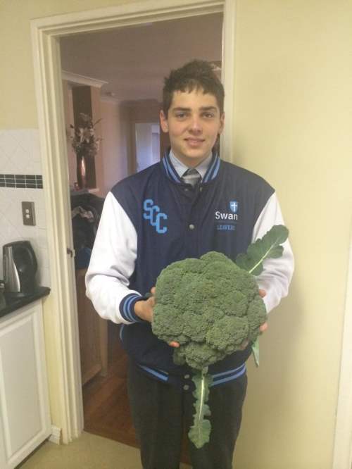 Adrians broccoli